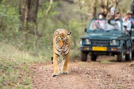 Ranthambore