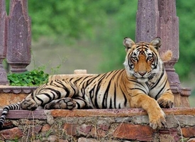 Ranthambore